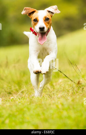 Ein Jack Russell Terrier mit weißem und braunem Fell läuft über ein grasbewachsenes Feld auf die Kamera zu. Der Mund des Hundes ist offen, seine Zunge ist ausgezogen und er trägt ein rotes Halsband. Die Vorderpfoten werden angehoben Stockfoto
