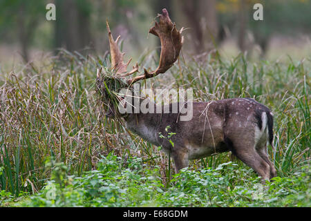 Damhirsch (Dama Dama) Bock mit Geweih abgedeckt in der Vegetation während der Brunft im Herbst Stockfoto