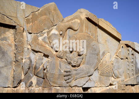 IRAN, Fars, Basrelief von Löwe und Stier zu bekämpfen, Palast von Darius, Apadana, Persepolis (Unesco World Heritage List, 1979), Iran. Stockfoto