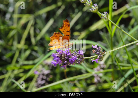 Ein Komma Schmetterling auf einer Lavendel Blume in Cortona Italien fotografiert. Stockfoto