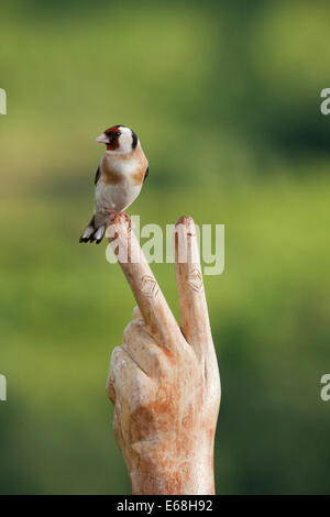 ein Vogel Golfinch Zuchtjahr Zuchtjahr sitzen an zwei Fingern Stockfoto