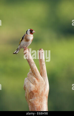 ein Vogel Golfinch Zuchtjahr Zuchtjahr sitzen an zwei Fingern Stockfoto