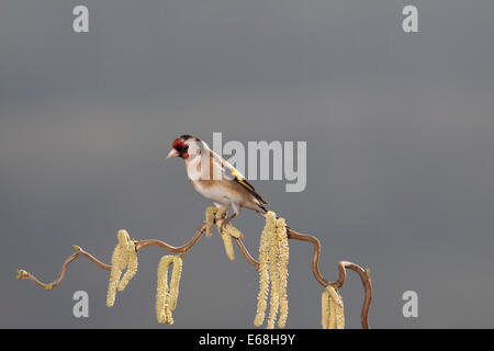 ein Stieglitz Vogel sitzend auf einem Korkenzieher Haselnuss Baum Stockfoto