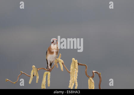 ein Stieglitz Vogel sitzend auf einem Korkenzieher Haselnuss Baum Stockfoto