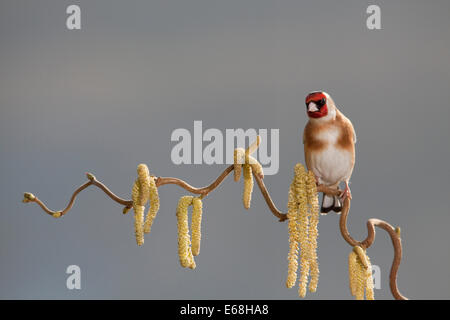 ein Stieglitz Vogel sitzend auf einem Korkenzieher Haselnuss Baum Stockfoto