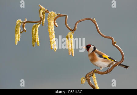 ein Stieglitz Vogel sitzend auf einem Korkenzieher Haselnuss Baum Stockfoto