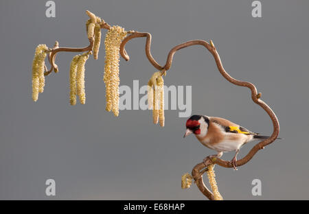 ein Stieglitz Vogel sitzend auf einem Korkenzieher Haselnuss Baum Stockfoto