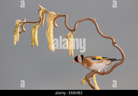 ein Stieglitz Vogel sitzend auf einem Korkenzieher Haselnuss Baum Stockfoto