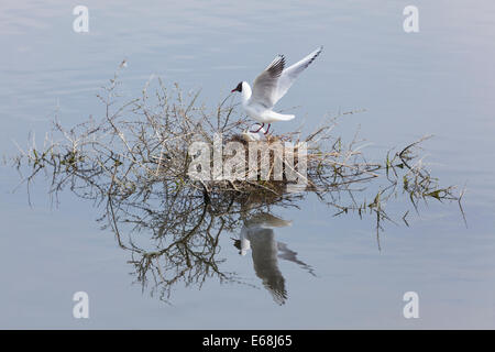 Larus Melanocephalus in der Baie de Somme, Picardie, Frankreich Stockfoto