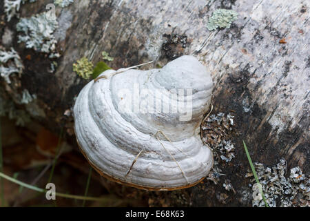 Weiße Pilzzucht auf einer Birke Stockfoto