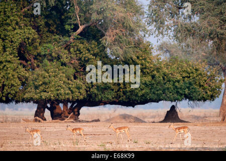 Mana Pools NP Stockfoto