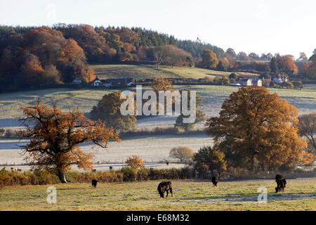 Herbstfärbung an einem frostigen Morgen in der Nähe des Dorfes Horningsham in Wiltshire, England. Stockfoto