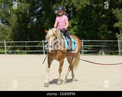 Junge Mädchen reiten auf Rückseite stürzte Haflinger-Pferd Stockfoto