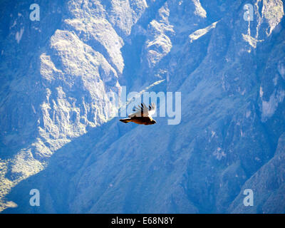 Condor fliegt über den Colca Canyon - Peru Stockfoto