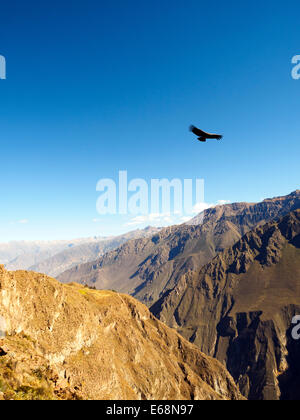 Condor fliegt über den Colca Canyon - Peru Stockfoto