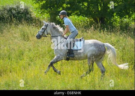 Reiter auf der Rückseite eine "Selle Français" (französische Warmblut Pferd) Reiten im Sommer Stockfoto