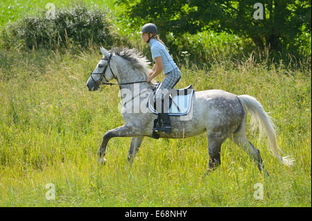 Reiter auf der Rückseite eine "Selle Français" (französische Warmblut Pferd) Reiten im Sommer Stockfoto