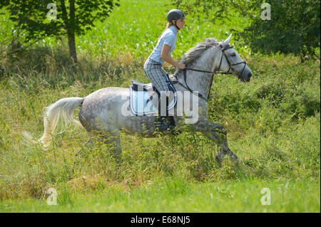 Reiter auf der Rückseite eine "Selle Français" (französische Warmblut Pferd) Reiten im Sommer Stockfoto