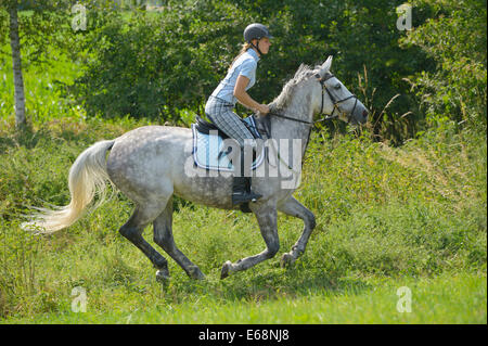 Reiter auf der Rückseite eine "Selle Français" (französische Warmblut Pferd) Reiten im Sommer Stockfoto