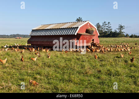 Freiraumhaltung Bio-Hühner, tragbares Gehäuse. Stockfoto