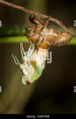 Eine tropischen Zikade genauso fotografiert ergibt sich aus den Larven Exoskelett. Stockfoto