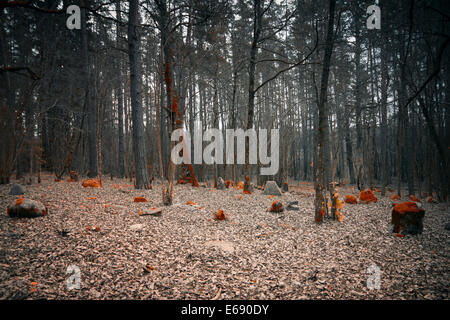 mystische Friedhof im Wald Stockfoto