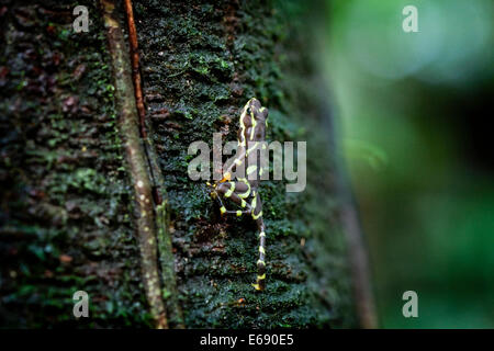 Harlekin Frosch (Atelopus Limosus) im Tiefland Regenwald von Panama. Stockfoto