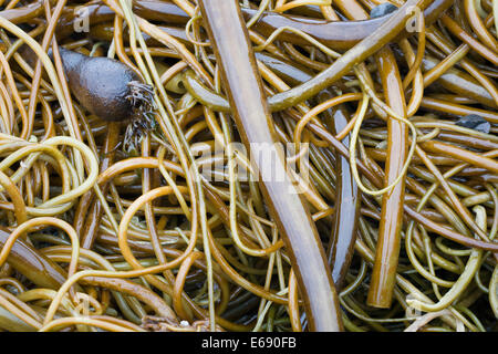 Gewirr von Bull Seetang (Nereocystis Luetkeana) angeschwemmt nach einem Sturm an der Küste von Oregon (USA). Stockfoto