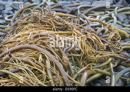 Gewirr von Bull Seetang (Nereocystis Luetkeana) angeschwemmt nach einem Sturm an der Küste von Oregon (USA). Stockfoto