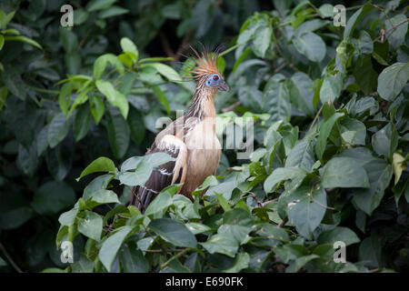 Der Hoatzin, alias "Stinkbird," durch eine Gülle-Geruch (aufgrund der Fermentation von Pflanzenmaterial in seine muskuläre Ernte). Stockfoto