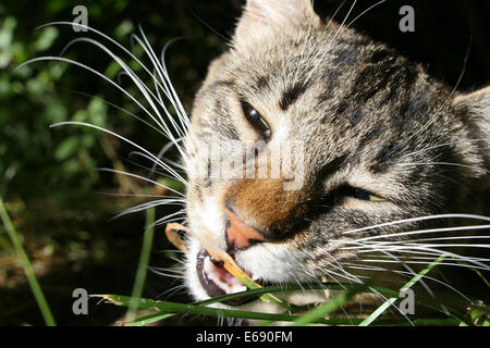 Eine Katze essen Rasen. Stockfoto