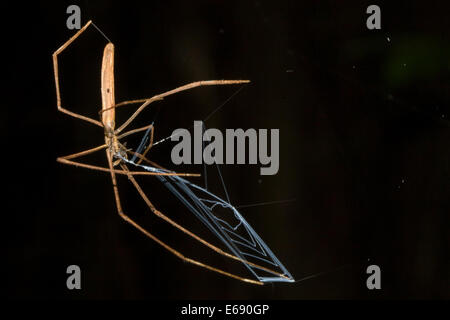 Ein Oger-faced Spider (Familie Deinopidae) Essen eine Fliege.  Fotografiert in Costa Rica. Stockfoto