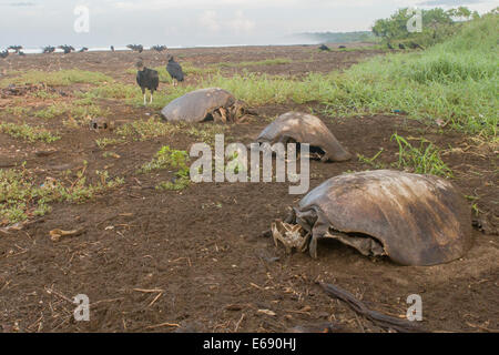 Überreste der 3 tot Olive Bastardschildkröten (Lepidochelys Olivacea).  Herde der Mönchsgeier im Hintergrund. Stockfoto