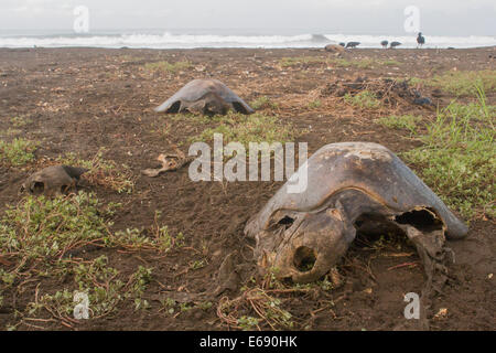 Überreste der 3 tot Olive Bastardschildkröten (Lepidochelys Olivacea).  Herde der Mönchsgeier im Hintergrund. Stockfoto