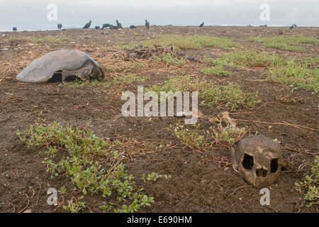 Reste von einem Toten Olive Ridley Meeresschildkröten (Lepidochelys Olivacea). Herde der schwarze Geier (Coragyps Atratus) im Hintergrund. Stockfoto