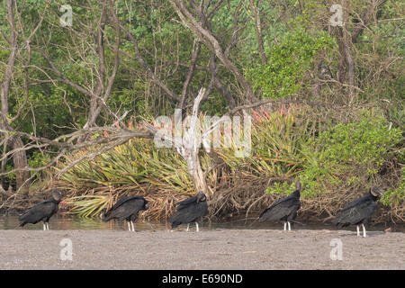 Eine Herde von Schwarzen Geier (Coragyps Atratus). Stockfoto