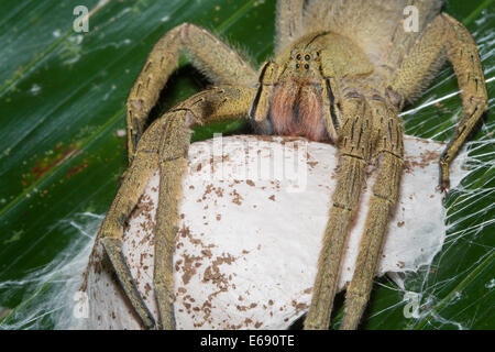 Wandering Spinne, Banane Spinne (Cupiennius Coccineus), Porträt ...