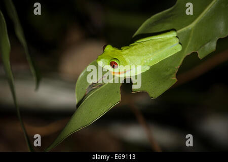 Rotäugigen Baumfrosch (Agalychnis Callidryas). Stockfoto