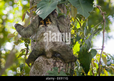 3-toed Sloth, Bradypus Variegatus. Fotografiert in Cahuita Nationalpark, Costa Rica. Stockfoto