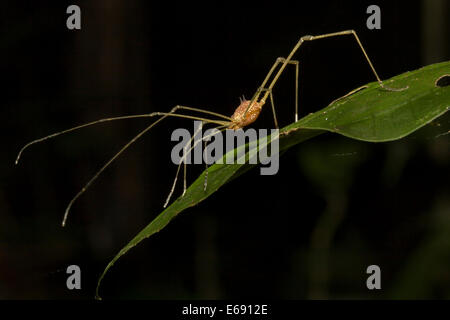 Ein herrlich verzierten tropischen Harvestman (Auftrag Opiliones). Fotografiert in Panama. Stockfoto