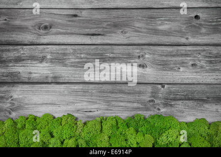 Graue rustikale Holz Hintergrund mit grünen Moos. Stockfoto