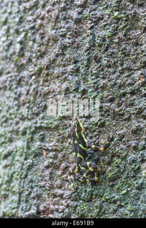 Harlekin Frosch (Atelopus Limosus) im Tiefland Regenwald von Panama. Stockfoto