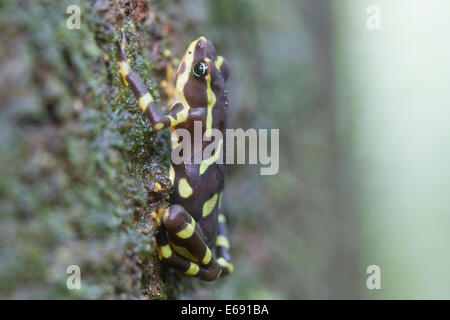 Harlekin Frosch (Atelopus Limosus) im Tiefland Regenwald von Panama. Stockfoto