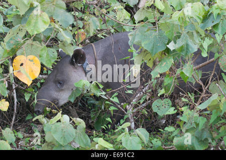 Eine wilde Baird-Tapir (Tapirus Bairdii). Der Radio-Kragen ist deutlich sichtbar. Corcovado Nationalpark, Costa Rica. Stockfoto