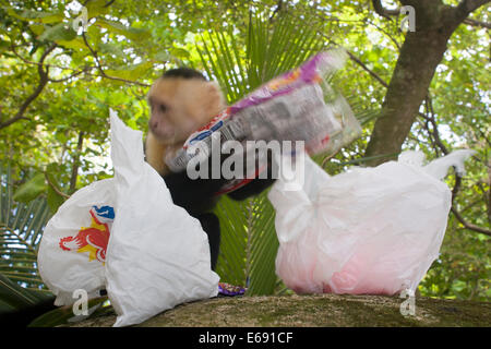 Einen schelmischen gescheckte Kapuziner Affen (Cebus Capucinus) eine Tasche von Cookies zu stehlen.  Fotografiert in Costa Rica. Stockfoto