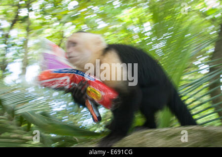 Einen schelmischen gescheckte Kapuziner Affen (Cebus Capucinus) eine Tasche von Cookies zu stehlen.  Fotografiert in Costa Rica. Stockfoto