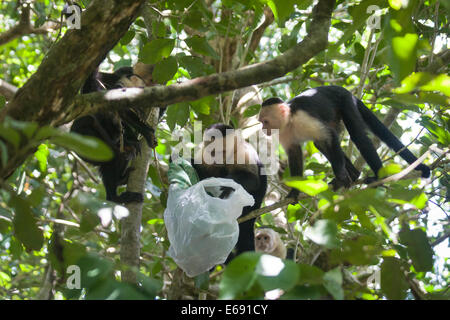 Eine boshafte Gruppe von gescheckte Kapuzineraffen (Cebus Capucinus) mit gestohlenen Tasche untersuchen ihre Preise. Stockfoto