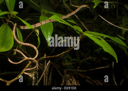 Ein extrem schlanken unter der Leitung von Blunt Baumschlange (Imantodes Cenchoa). Fotografiert in Costa Rica. Stockfoto