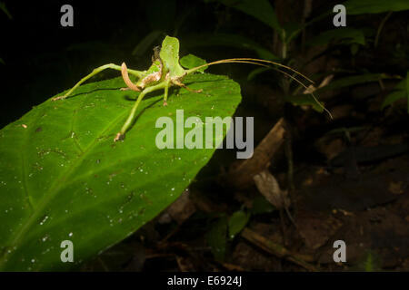 Ein hervorragend getarnt Blatt imitiert Grashuepfer.  Dies ist ein hervorragendes Beispiel für Crypsis. Fotografiert in Costa Rica. Stockfoto