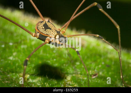 Ein herrlich verzierten tropischen Harvestman (Auftrag Opiliones). Fotografiert in Costa Rica. Stockfoto